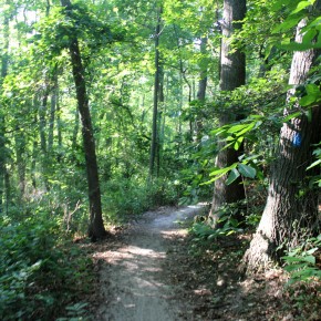 Escape to Tranquility: Maryland's Tuckahoe State Park