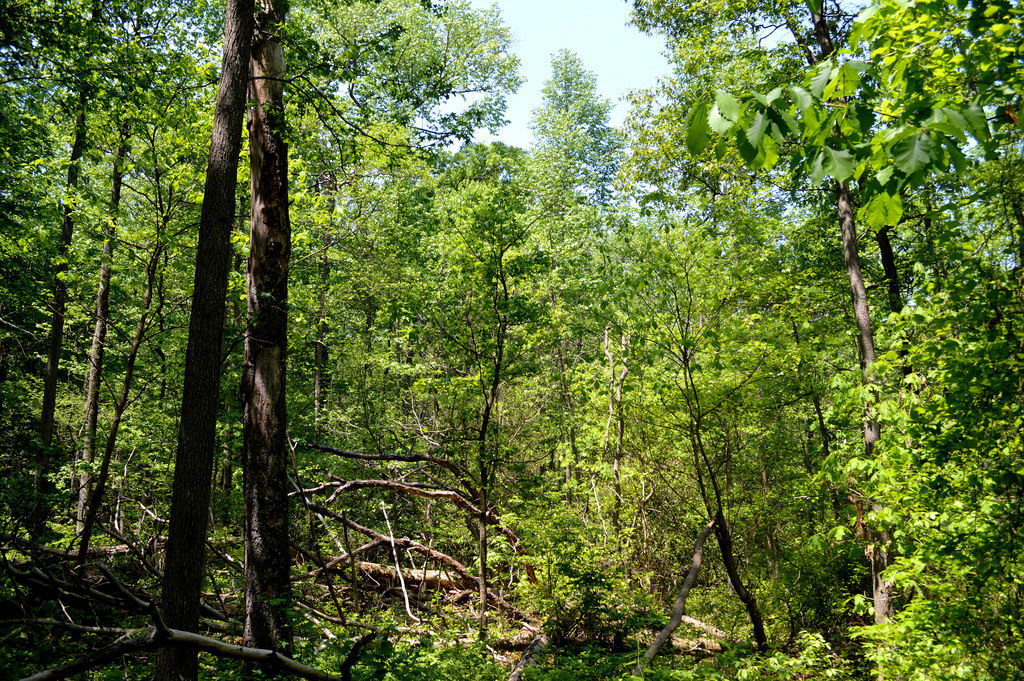 Greenbelt Park  Maryland Historic District