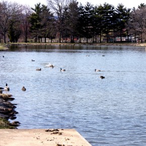 Ducks Swimming in Culler Lake