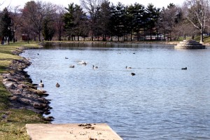 Ducks Swimming in Culler Lake