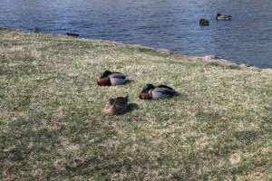 Sleeping Ducks