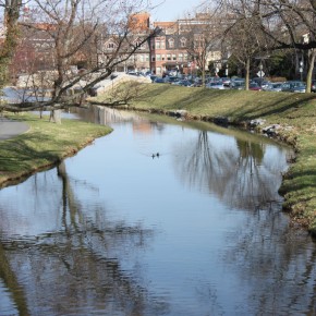 Duck Swimming in Carroll Creek