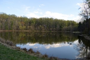 Wheaton Regional Park - Pine Lake
