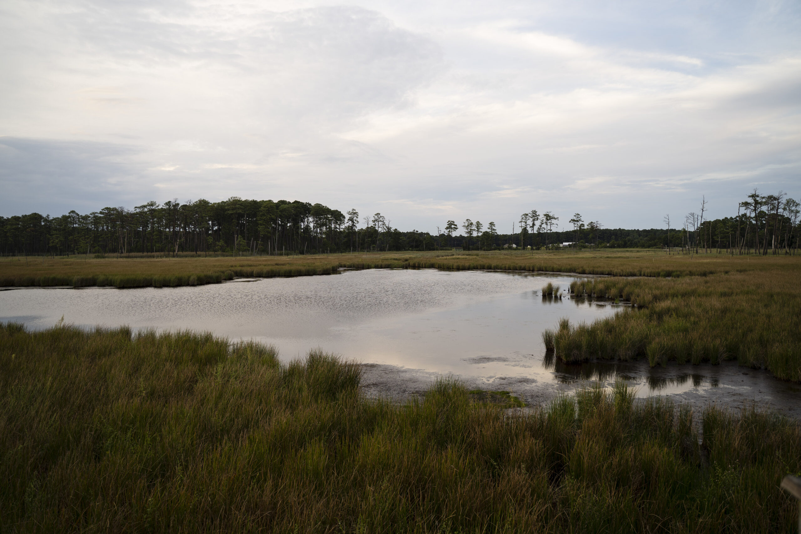 View of the marsh and marsh grasses with forest in the background