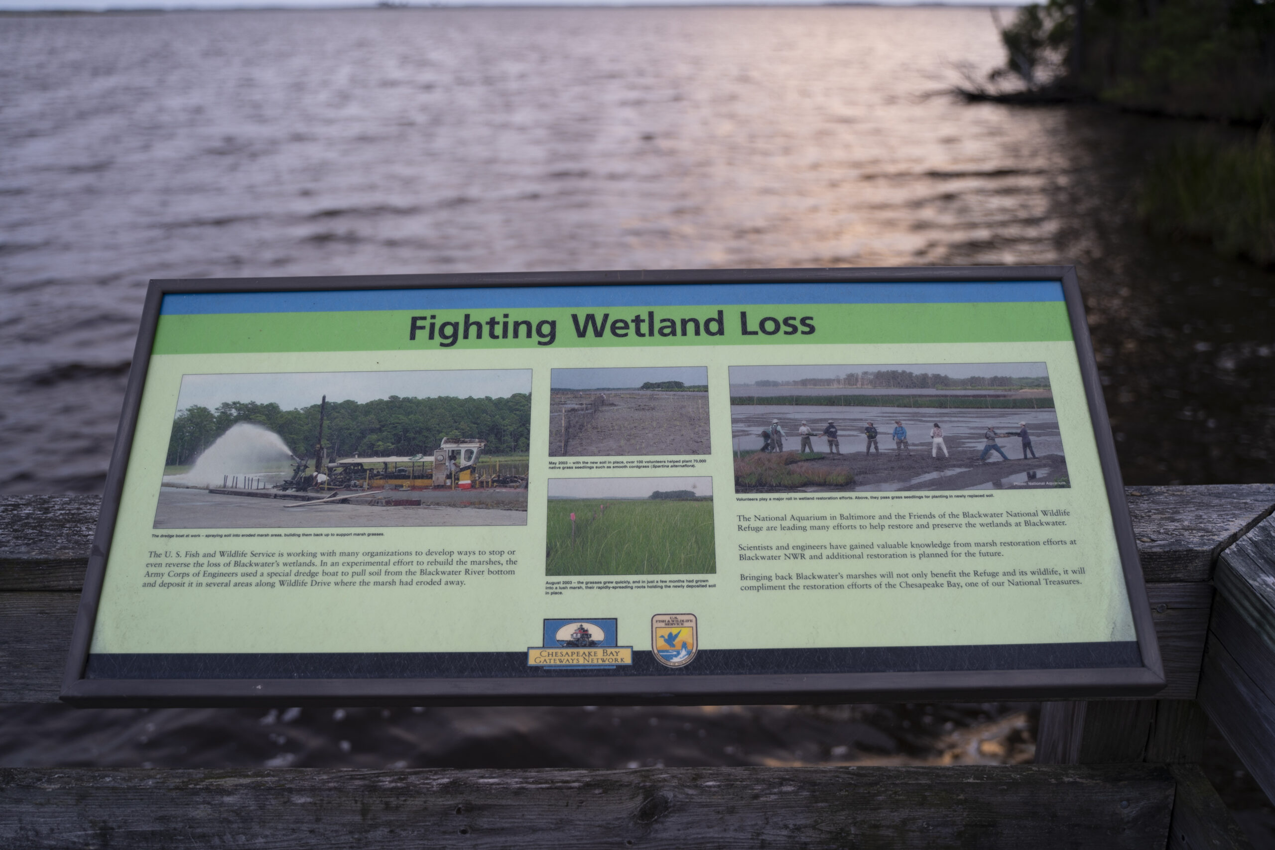 Sign about fighting wetland loss on the marsh boardwalk