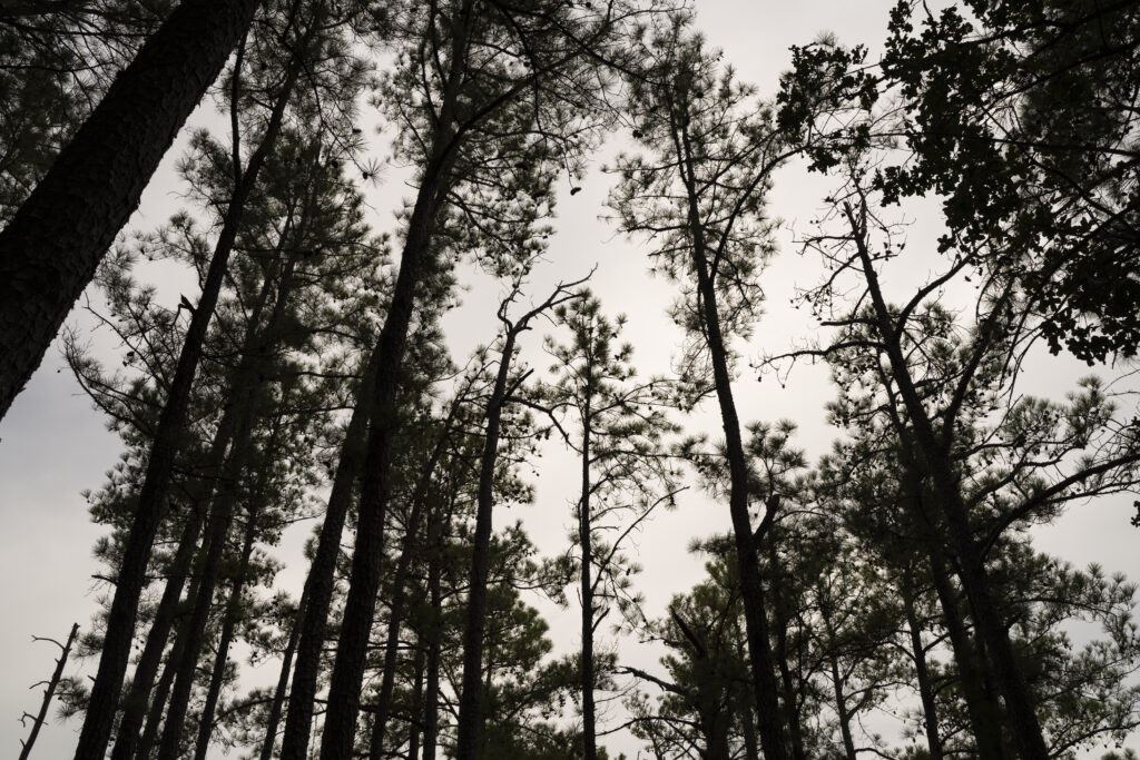 Coastal pine forest