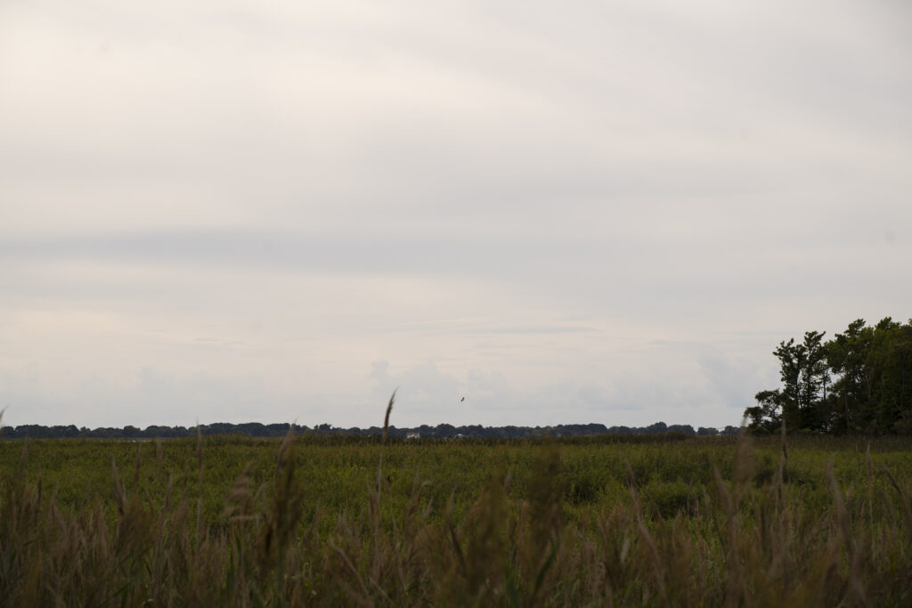 Wetland area with birds