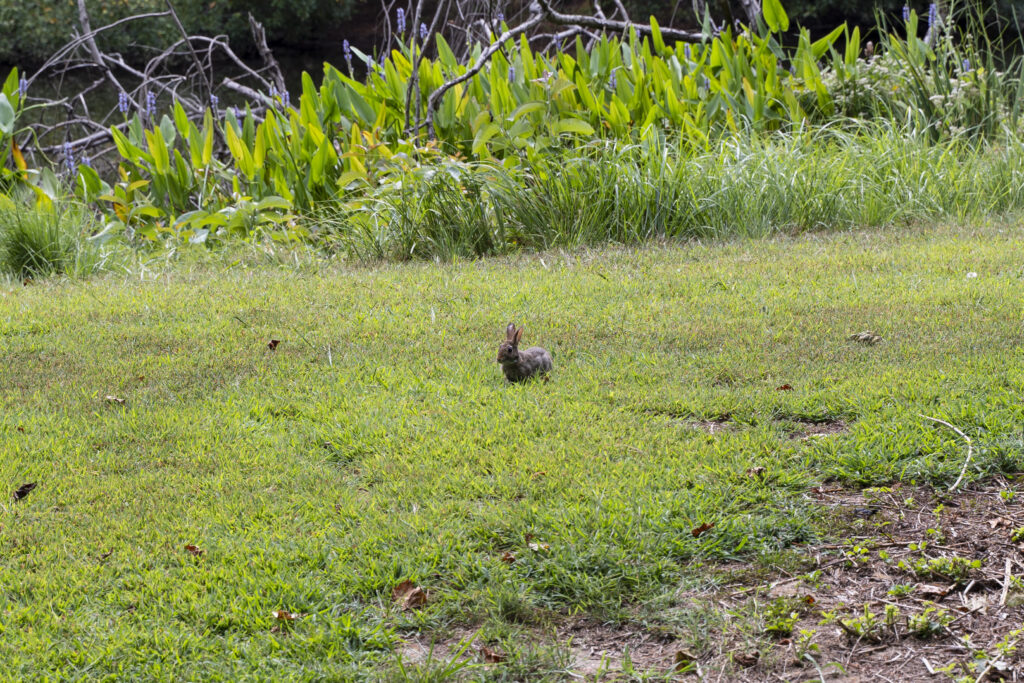 Rabbit sneaking around the grass