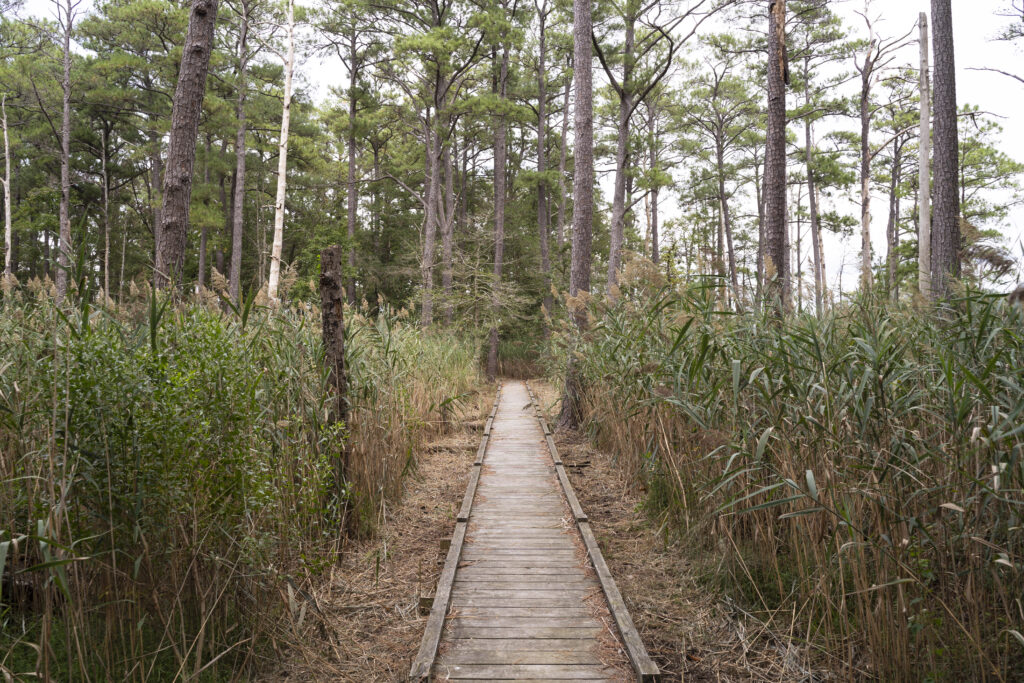 Boardwalk through the swampy reeds